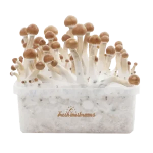 B+ XP Growkit kaufen | FreshMushrooms Zauberpilze Zuchtset mit Anleitung