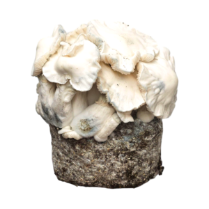 Jack Frost Pilz Kit – Philosophr®