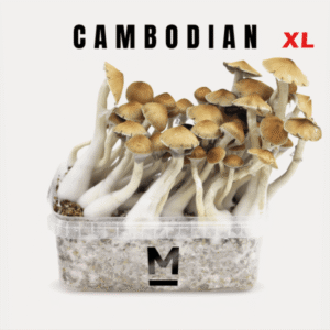 Cambodia XL Growkit kaufen | Mondo® Magic Mushroom Grow Kit bestellen